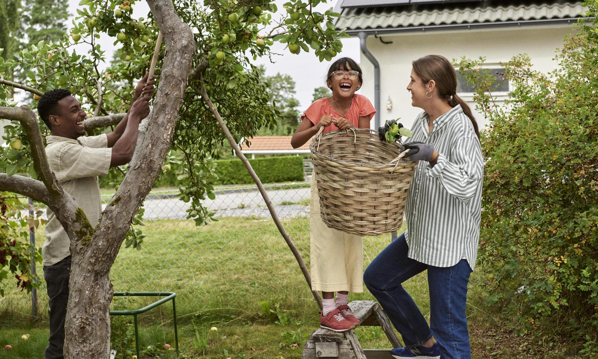 Family picking apples